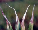 Whitening and necrosis of leaf tips- white tip